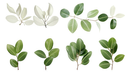Exquisite Ficus Collection: Stunning Plants, Isolated on Transparent Background, Ideal for Digital Art, 3D Rendering, and Chic Garden Designs - obrazy, fototapety, plakaty