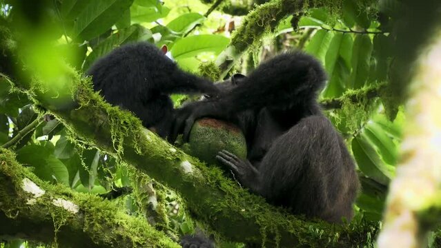 Common or Robust Chimpanzee - Pan troglodytes also chimp, great ape native to the forest and savannah of tropical Africa, pair of humans closest living relative in the rainforest eating fruit.