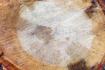 Cross section of pyrenean oak trunk. Quercus pyrenaica.