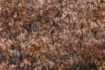 Pyrenean oak sprouts covered with dry leaves in winter. Quercus pyrenaica.