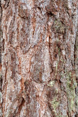 Tree bark detail. Wild pine, Scots pine. Pinus sylvestris.