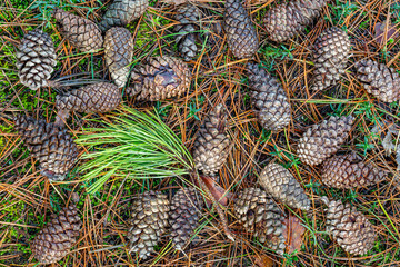 Austrian or Black pine. Pinus nigra. Pine cones and branch with needles on the ground.