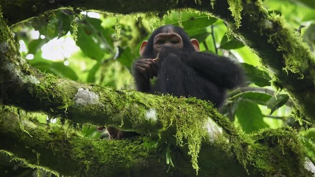 Common or Robust Chimpanzee - Pan troglodytes also chimp, young baby of great ape native to the forest and savannah of tropical Africa eating fruit on the high branch in the rainforest of Uganda.