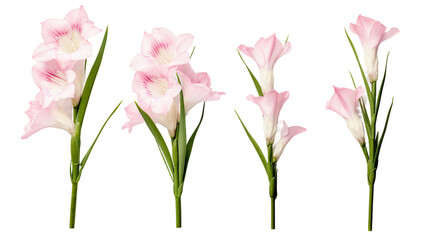 Exquisite Gladiolus Collection: Beautiful Flowers, Buds, and Leaves in Stunning 3D Digital Art, Perfect for Garden Design and Perfume Labels – Transparent PNG Images, Top View