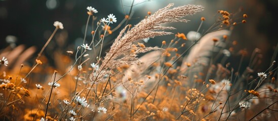 Close-Up of Dry Grass and Flowers in Background