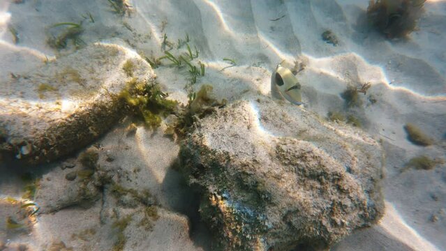 A tropical fish hides under a reef rock. Underwater photography. The shot on a tropical reef in the afternoon on a sunny day with bright caustics. The bright life of the fish family Balistidae