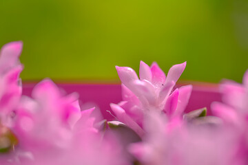 Dreamy flowers world on green