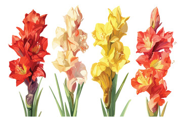 Red yellow pink tulips isolated on white background.