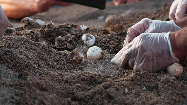 The hands of specialists in gloves help small sea turtles Caretta Caretta listed in the Red Book to hatch from an egg