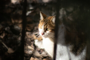 A cat with the sun hitting its face through the bars