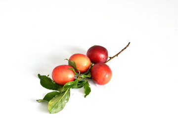 Branch with ripe plum fruits.