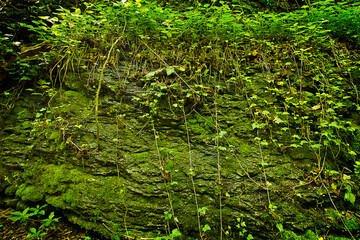 Fototapeta na wymiar Natural background rock surface close-up with moss and grass
