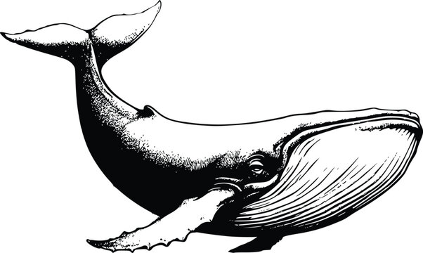 monochrome whale illustration for logo etc.