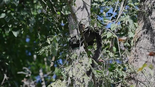 Malayan giant squirrel feeding in Kaziranga national park