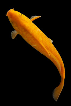 Koi fish isolated on black background. Gold koi fish.