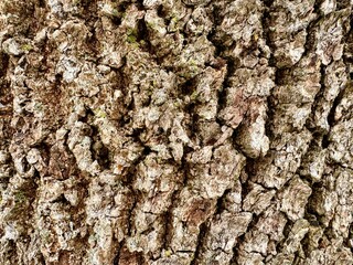 bark of a tree