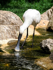Eurasian spoonbill (Platalea leucorodia), or common spoonbill, in a water of stream and seen from front 
