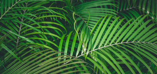 Tropical leaves texture,Abstract nature leaf green texture background.vintage dark tone,picture can used wallpaper desktop. - obrazy, fototapety, plakaty