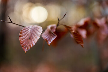 Herbstwald