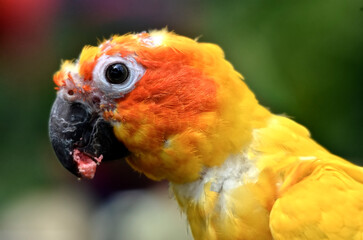 Portrait of young sun conure (Aratinga solstitialis) seen from profile