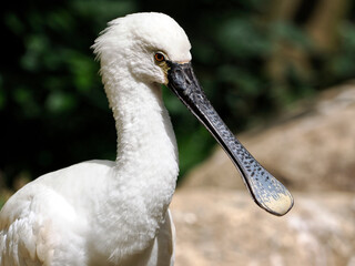 Portrait of Eurasian spoonbill (Platalea leucorodia), or common spoonbill, in a water of stream and seen from profile