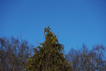 Vogel in einem Baum