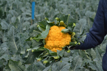 Colored Cauliflower is becoming popular in Bangladesh. Farmers are more and more inclined to cultivate this colorful cauliflower.