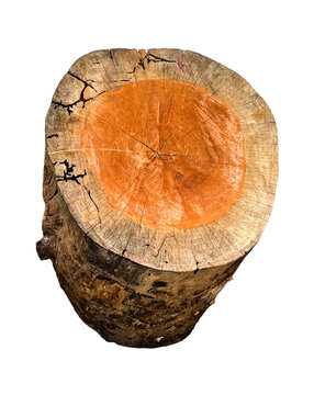 Cross Section Of Tree Stump On Transparent Backgrounds. Natural Pattern Of Wood Structure. Texture Of Rustic Wood Stump Seat With Termite Damage. PNG Image