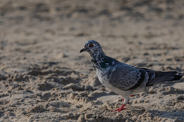 wild pigeon on the sand