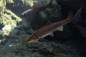 ニゴイがいる風景