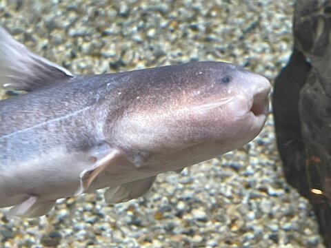 カンディル　（アマゾンに生息する、獰猛で、集団で襲う肉食魚）：Candiru (a fierce, pack-attacking carnivorous fish found in the Amazon)