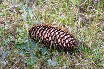 
Brown warbler on green grass