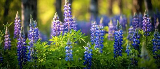 Obraz premium Captivating Display of Beautiful Blue Blooming Lupins in a Stunning Forest Meadow