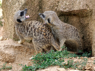 Meerkat or suricate (Suricata) playing on ground with open mouths 