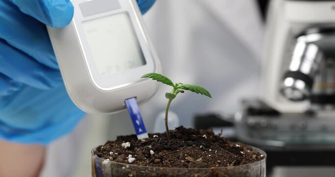 Scientist examines soil sample with tester for toxins and properties of cannabis. Cannabis sprout growing in petri dish and doing laboratory research
