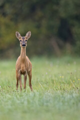 Roe-deer in a clearing in the wild