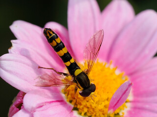 Long hoverfly on leaf (Sphaerophoria scripta) on pink daisy and seen from above, is a species of hoverfly belonging to the family Syrphidae 