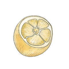 Hand drawn illustration of beautiful yellow lemon fruit. Black stroke, lemon sketch	
