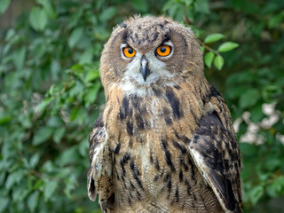 Eurasian eagle-owl a portrait