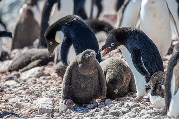 Penguin chick in foreground with Adelie Penguin colony in background