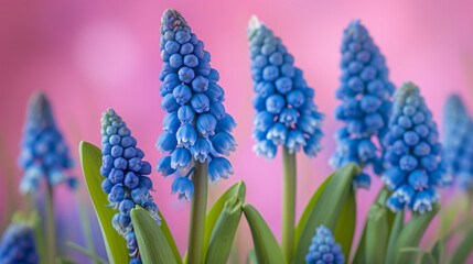 Grape hyacinths from the Collection - obrazy, fototapety, plakaty