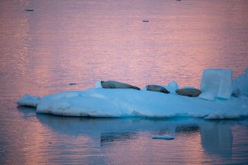 Several Crabeater seals looking into distance on a floating ice floe during sunset, sunrise,...