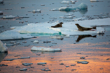 Two Crabeater seals looking into distance on a floating ice floe during sunset, sunrise, midnight sun with beautiful orange light in Antarctica