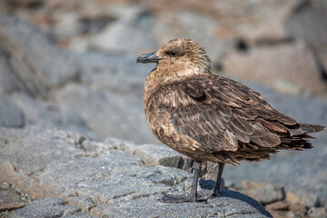 Close Up of a brown great antarctic skua on a rock