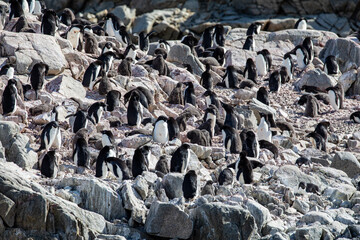 Adelie penguin colony on Rocky Mountain in Antarctica 