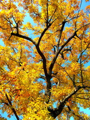 秋の黄葉のクヌギと青空