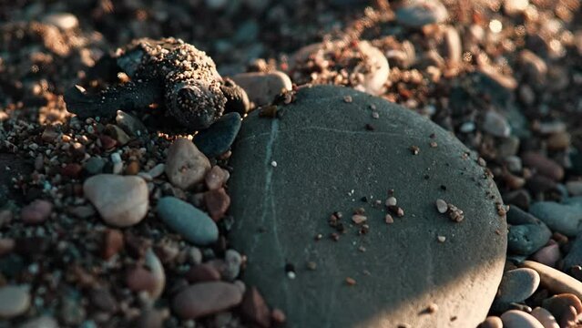 A newly hatched from an egg rare red-listed sea turtle Caretta Caretta crawls to the sea from its nest