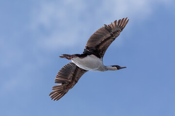 Antarctic Shag, Cormorant, flying in front of blue sky in very high detail on Antarctica