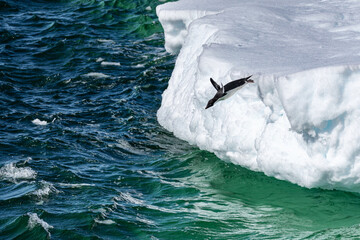 Penguins swimming and jumping out of the water in the sea of Antarctica 
