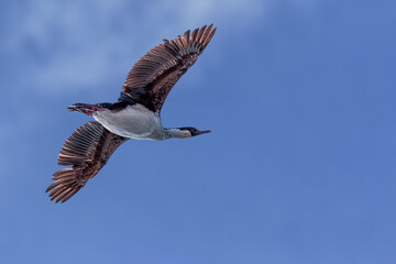 Obraz premium Antarctic Shag, Cormorant, flying in front of blue sky in very high detail on Antarctica
